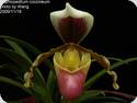 Paph. coccineum